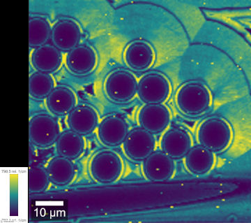 A view under the microscope of a sample which has similarity to feathers of a peacock tail